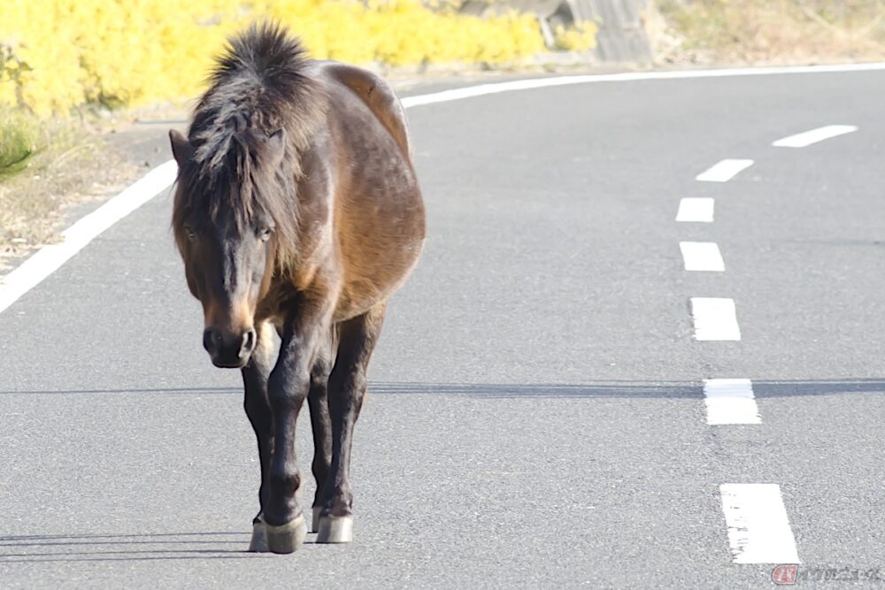馬で公道を走ることはできる？自賠責やナンバープレートは？