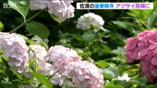 少雨で花は小ぶりも　古刹・蓮華峰寺で約7000株のアジサイが見ごろに　新潟・佐渡市