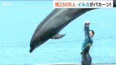 バンドウイルカがくす玉割って入館者250万人をお祝い　水族博物館うみがたり　新潟県上越市