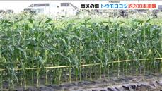 別の畑でも「ちょうど収穫適期の時に…」畑からトウモロコシを盗まれる被害続く　新潟市南区