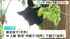 今年もクマの人里への出没が増える恐れ　ブナの実は県全体で「不作」と予測　新潟県は「クマ出没警戒注意報」発表中