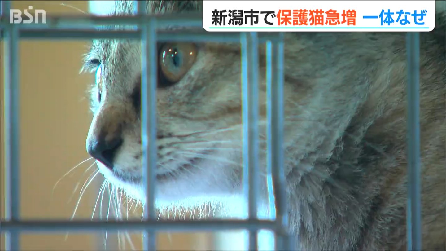 ネコが増えたというより“ヒトの問題”「飼い主の責任を果たして！」新潟市で『保護ネコ』急増