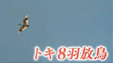 「トキが元気よく飛び立っていくのが見えてうれしかった」トキ放鳥 8羽が“大佐渡”地域の大空へ　新潟