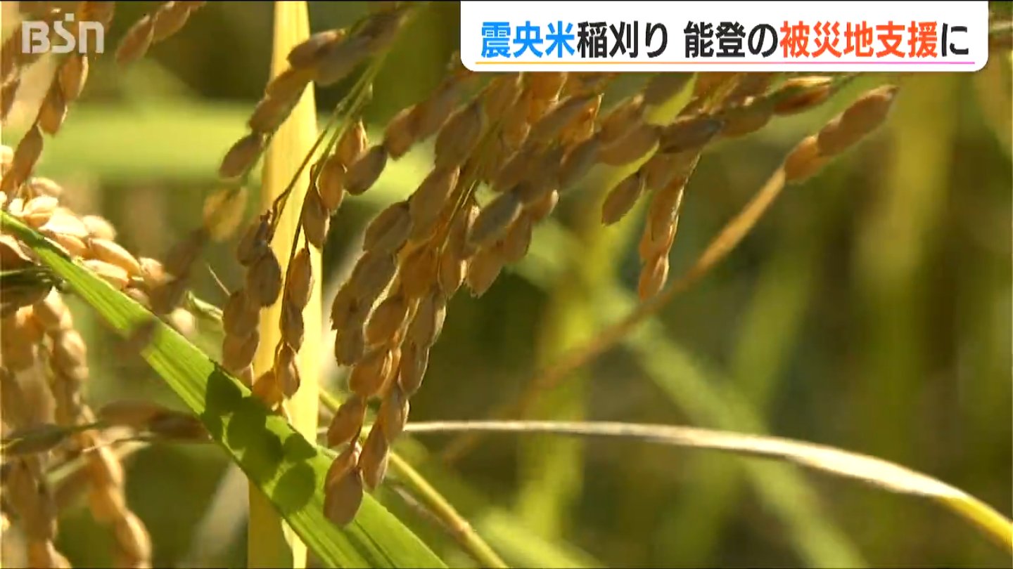 「エールを能登へ届けたい」震源近くで獲れた『震央米』を小学生が収穫【中越地震から20年】