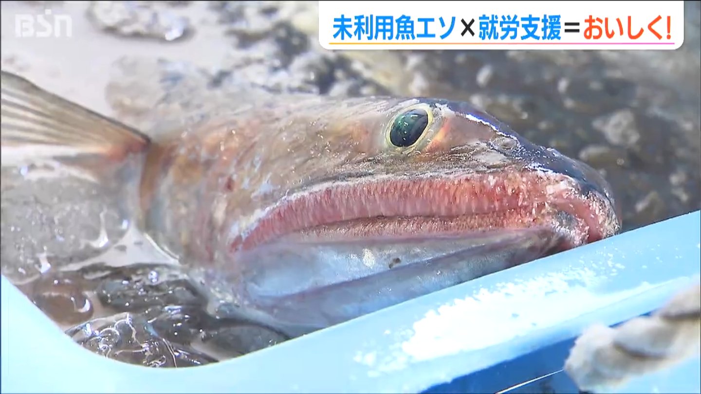 トビウオ並みの“おいしさ”＝厄介者だったエソ 未利用魚×就労支援→『新しい働き方』のモデル