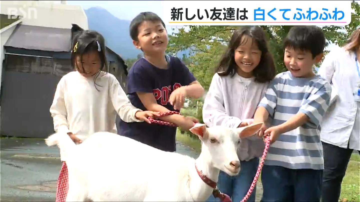 ヤギさんがやってきた！「きょうから一緒に学校生活」2頭の子ヤギを“大歓迎” 新潟・妙高市