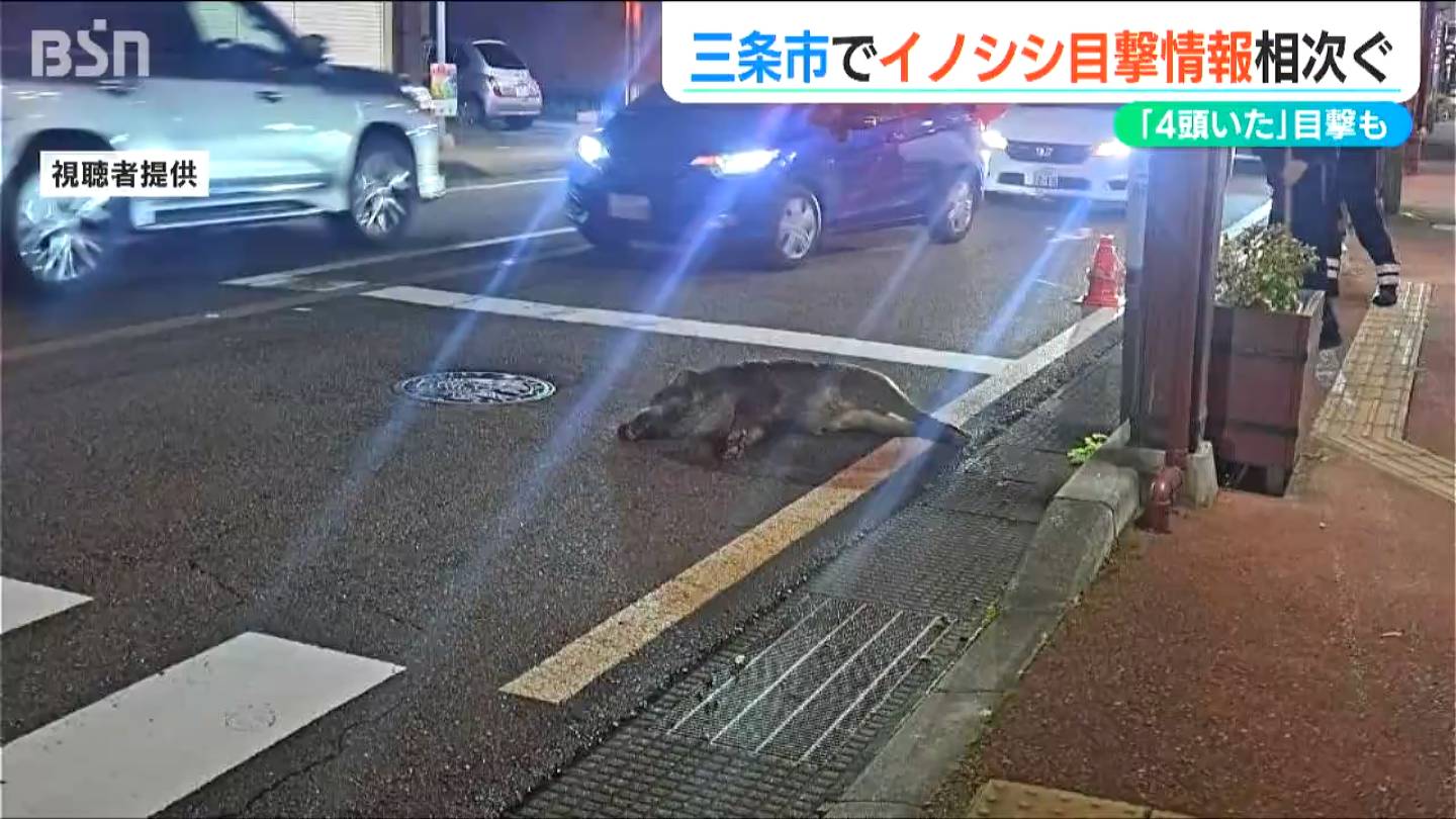 商店街でイノシシが軽自動車と衝突「25日には6件の目撃情報」新潟県三条市