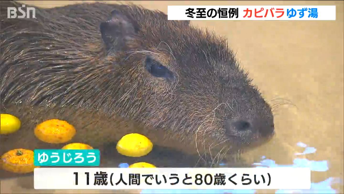 ゆず湯に浸かってうっとり…冬至の恒例　カピバラゆず湯