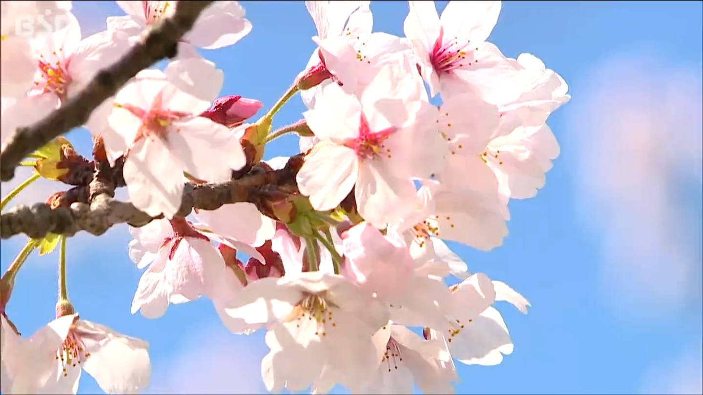 新潟市のソメイヨシノ 開花予想日は4月7日【桜前線】