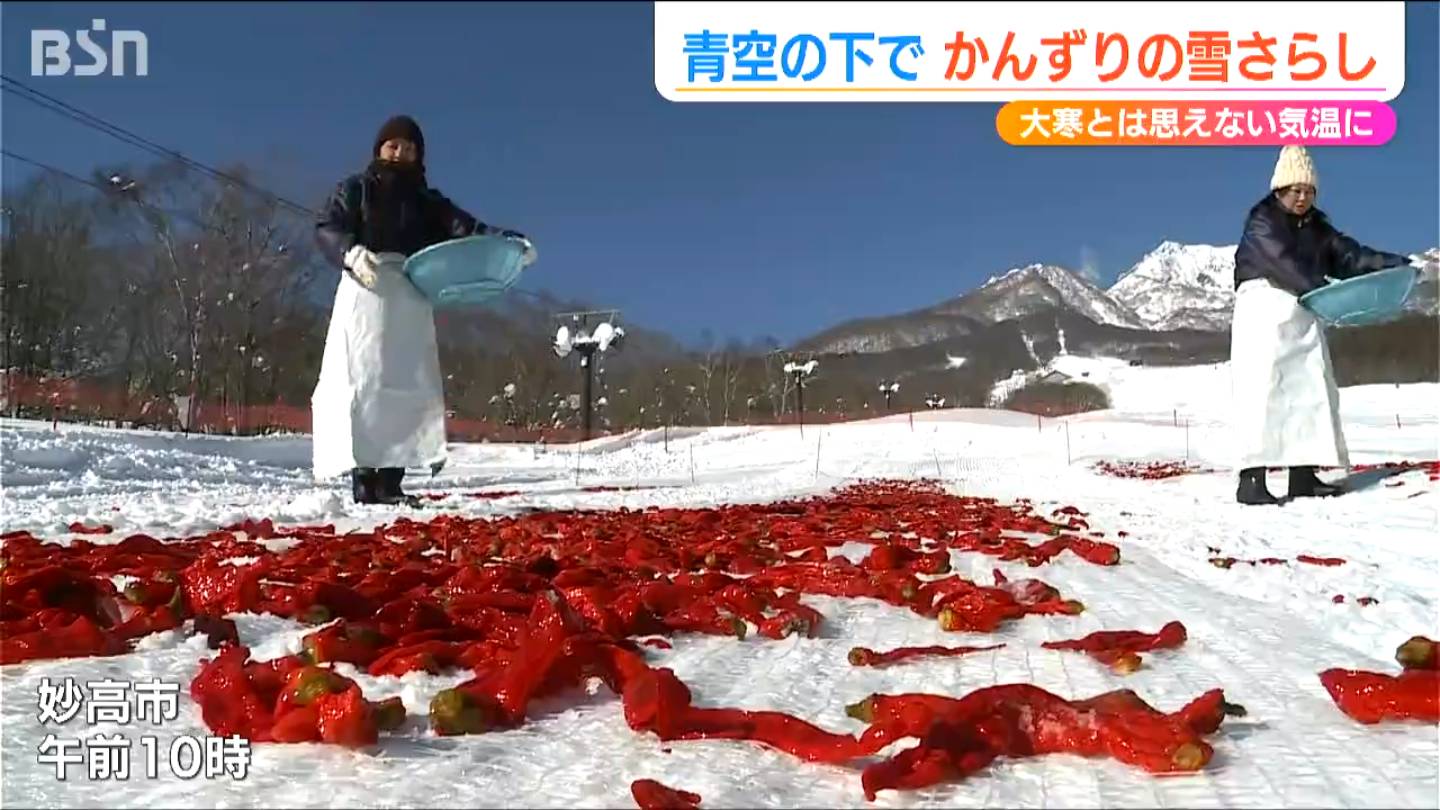 大寒の風物詩「真っ白」な雪原に「真っ赤」な唐辛子が映える 伝統の調味料『かんずり』の雪さらし　新潟県妙高市