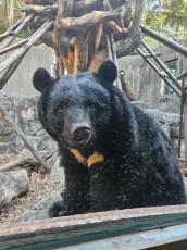 《ちょっとふしぎ》100日超の眠りから目覚めたクマは“もっさりとした雰囲気”に…「113キロから90キロまで落ちました」飼育員が語る“冬眠”のリアル