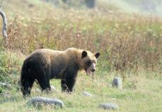 今後クマが出ても猟師は“駆除拒否”できる…老ハンター怒りのワケ「我々はクマの駆除をしたくないと言ってるんじゃない」