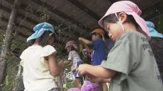 「逆上がりができますように…」旧暦で行う8月7日の七夕に向けて 園児たちが笹に飾り付け　岐阜 高山市
