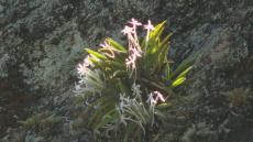 珍しい夏の花｢フウラン｣が見頃　岩や樹木に根を張るのが特徴　絶滅危惧種2種に指定