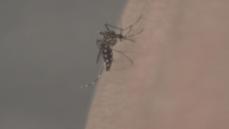蚊の対策には「除菌シート」が効果的？ 足に多い“常在菌”のニオイを消して寄せつけない