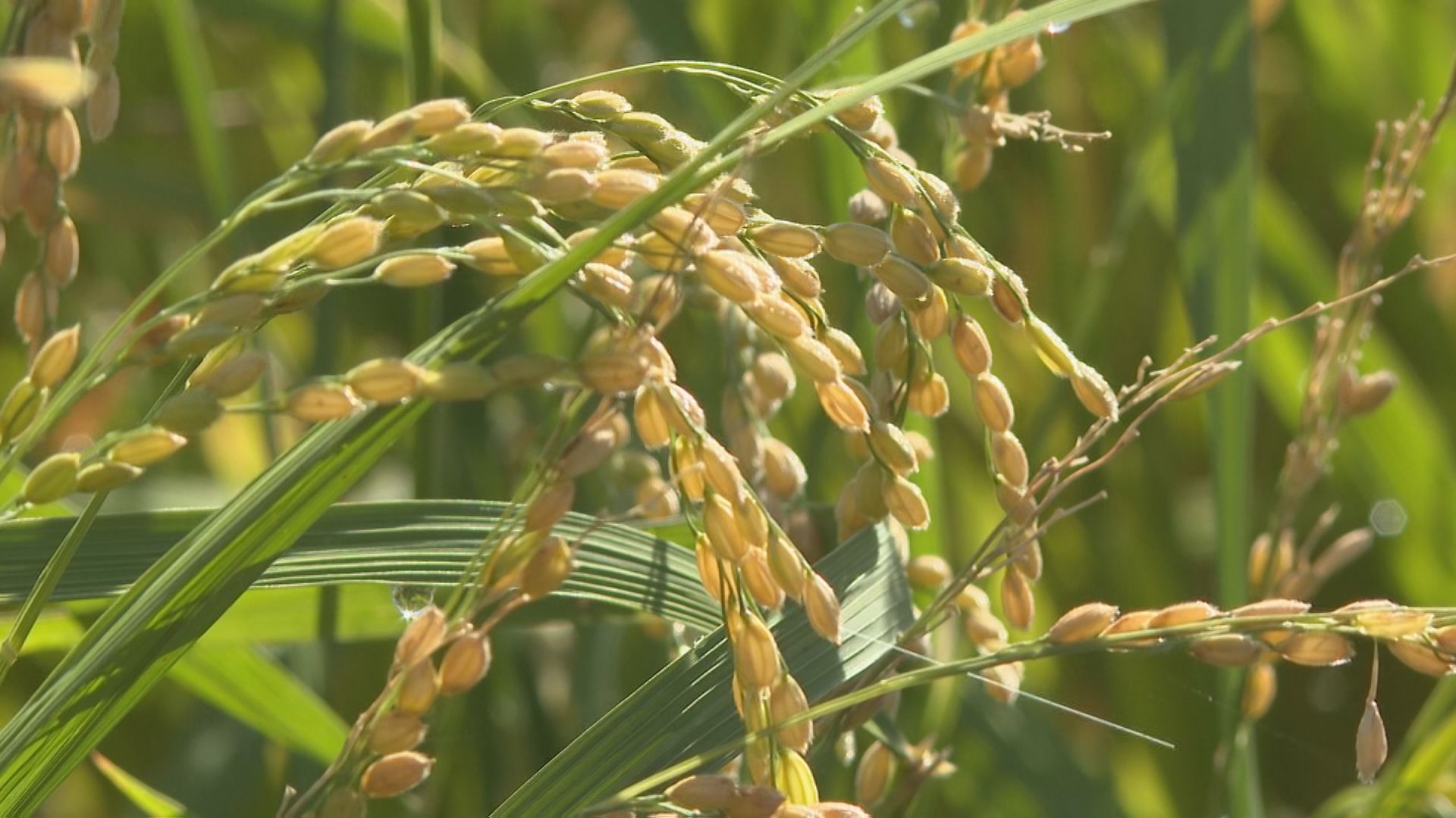 「あきたこまち」が早くも黄金色の実を付け…お盆に向け、早場米の収穫始まる　三重・紀宝町