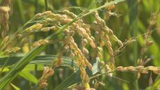 「あきたこまち」が早くも黄金色の実を付け…お盆に向け、早場米の収穫始まる　三重・紀宝町