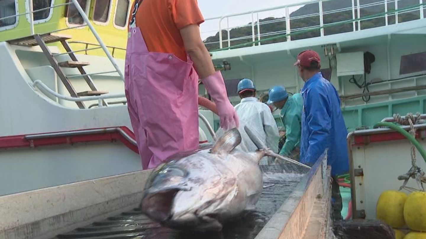 新鮮なマグロずらり　お盆に向け約700本を水揚げ　仲買人が次々に競り落とす　三重・尾鷲市