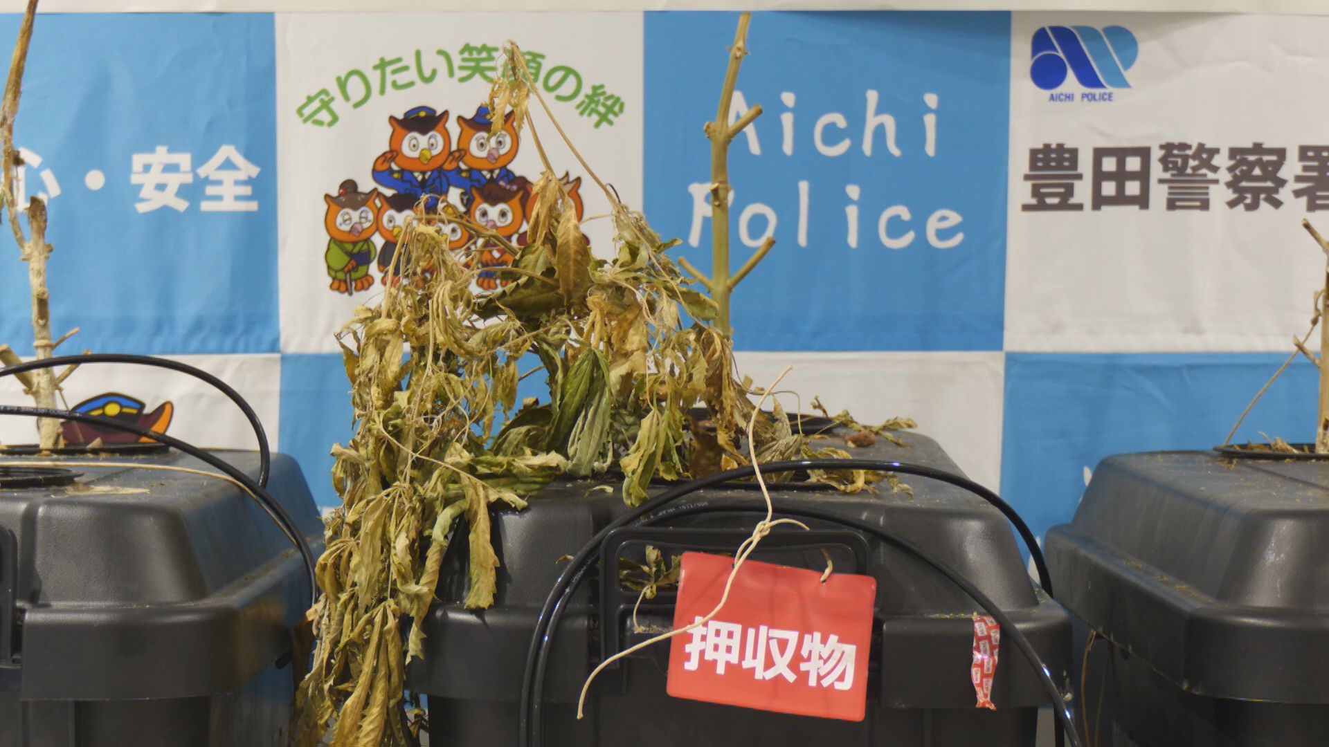 郵便物から大麻草　差出人とみられる27歳の男を逮捕　発送するも受取人が現れず保管期限が過ぎる　愛知