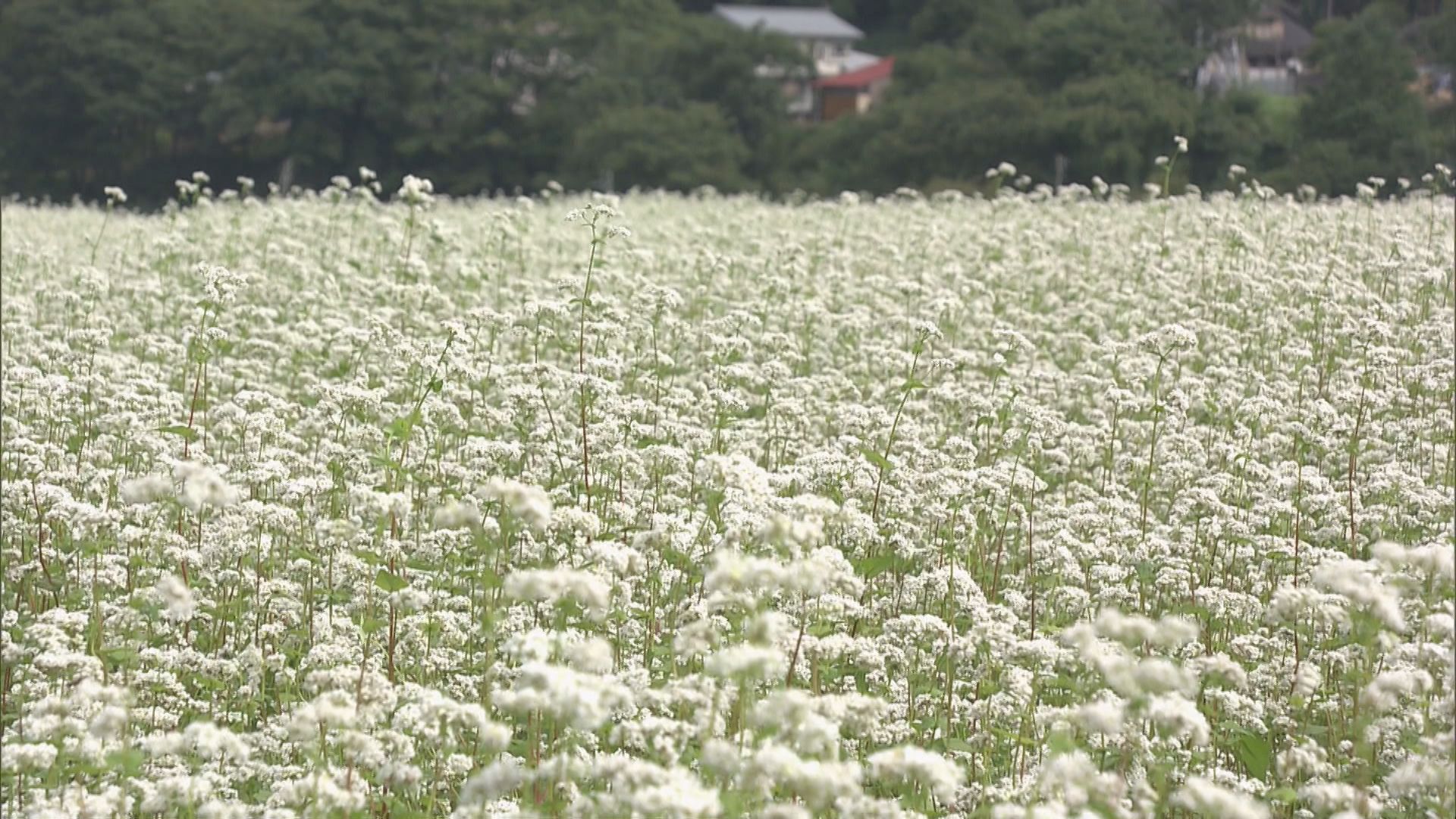 畑一面に雪のような真っ白な花模様　ソバの花が爽やかな秋景色を彩る