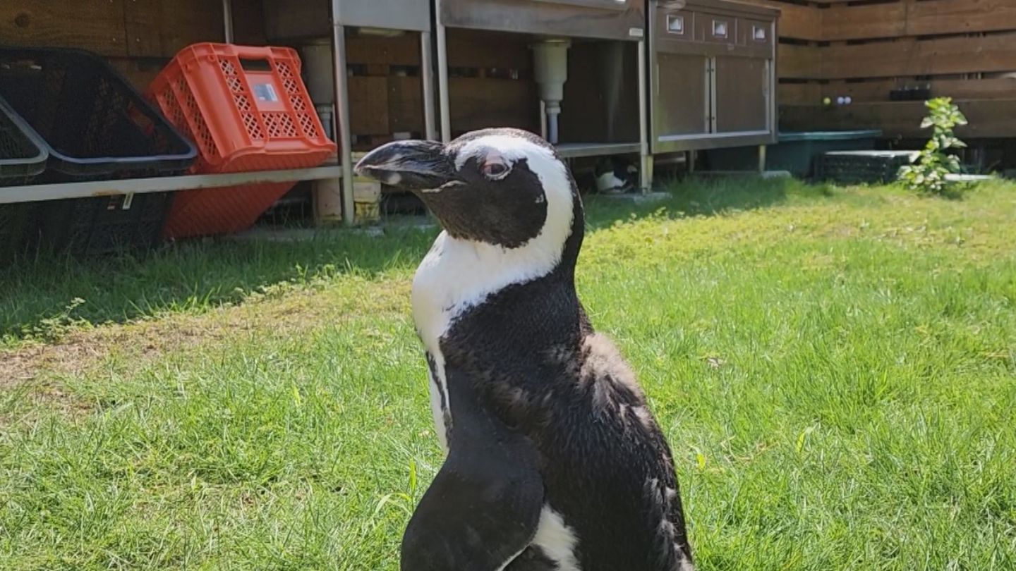 海水浴場で脱走したペンギン ｢ペン｣ちゃん 約45キロ離れた海岸で保護 「写真をみると“ホンマや！”って」