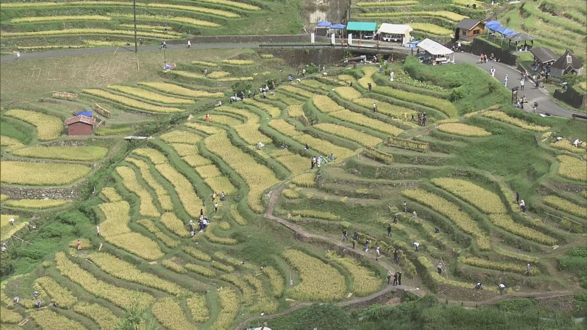 風光明媚な1340枚の棚田で秋の収穫　“丸山千枚田”で300人のオーナーらが稲刈り