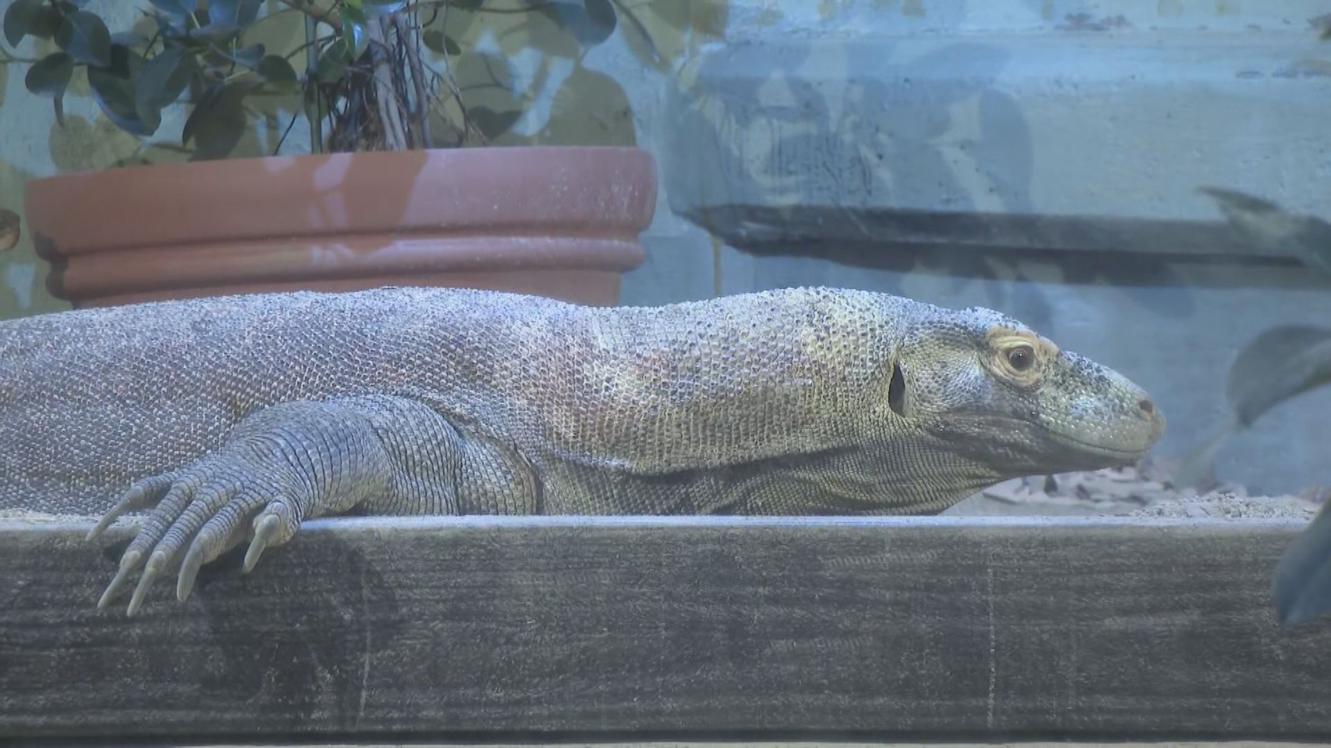 コモドドラゴン「タロウ」に大行列　3連休最終日の名古屋・東山動植物園　「とにかく大きくてびっくり」　