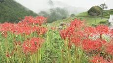 「日本の棚田百選」丸山千枚田 “雨に濡れた”ヒガンバナが満開 猛暑の影響で約10日遅い開花 三重・熊野市