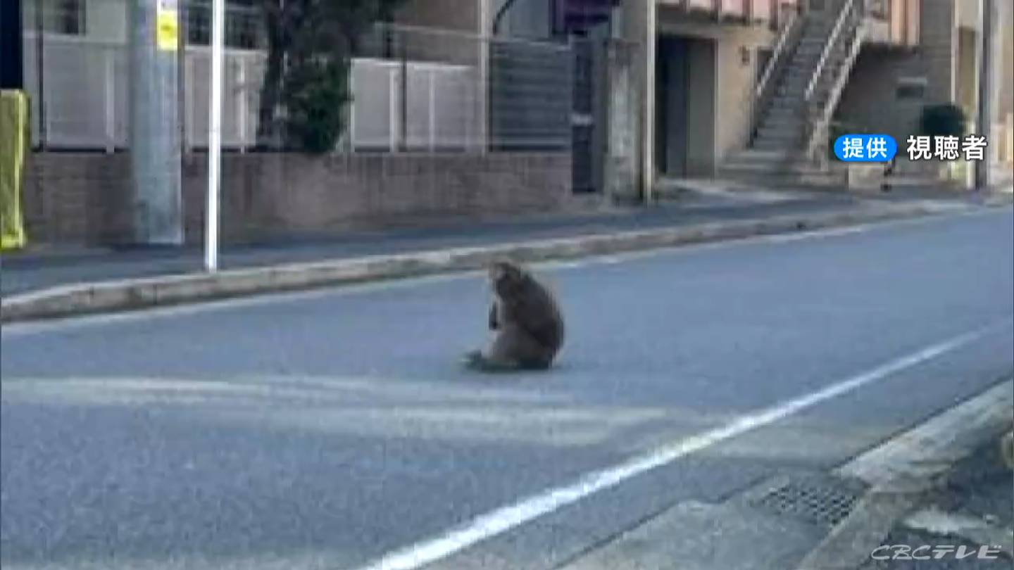 名古屋市内に「サルが出た」熱田区～港区内を移動中か 午後4時45分頃に協立総合病院で“目撃情報” 港区でも