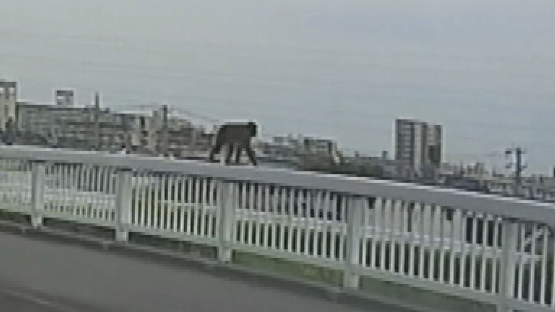 名古屋市内に出没のサル　今度は橋の欄干をノソノソと…ゆっくり歩く姿　警察が注意を呼びかけ