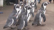 水族館でペンギンの散歩イベントが人気に　｢めちゃくちゃ、かわいかった｣　10月の平日限定で開催　三重・伊勢市