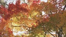 まるで覆いかぶさるよう…紅葉見ごろ　名所「中橋」から10分ほどの遊歩道や神社仏閣でゆったりと　岐阜・高山市