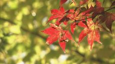 【紅葉情報】岐阜の高山市中心部や愛知の茶臼山高原は見頃　香嵐渓や三重の御在所岳は？（東海地方・11月4日）