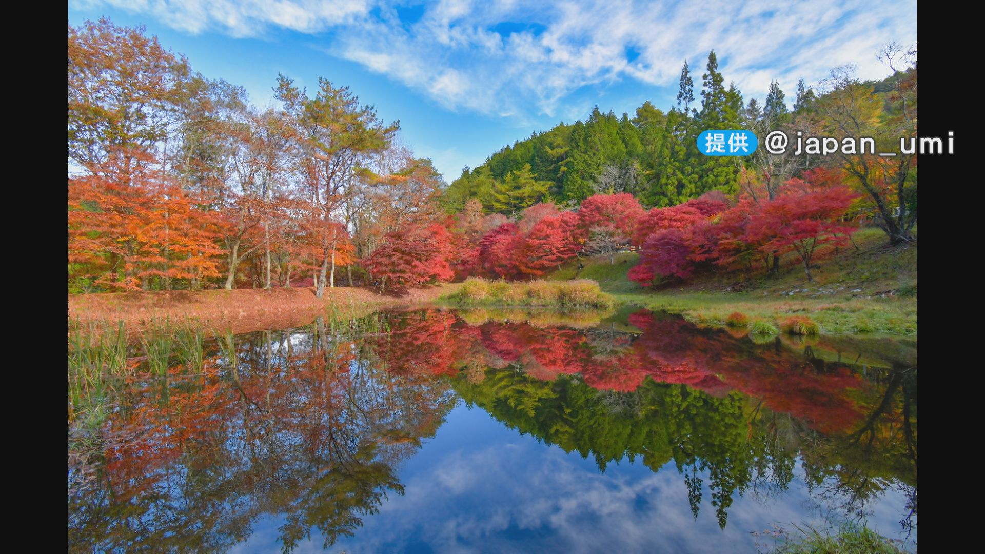 紅葉を見に来たのに「緑ですね…」気温下がらず見頃はまだ少し先？ SNSで注目“逆さモミジ”は見頃に