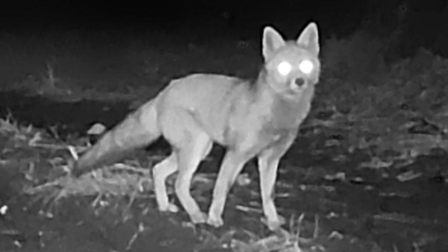 名古屋城にキツネがやってきた！発見したのは高校生「たまたま映った」撮影場所はタヌキが通る“けもの道”