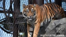 東山動植物園のスマトラトラ「ダマイ」が死ぬ  死因は急性腎不全  横浜生まれの10歳メス 仙台と名古屋でも人気