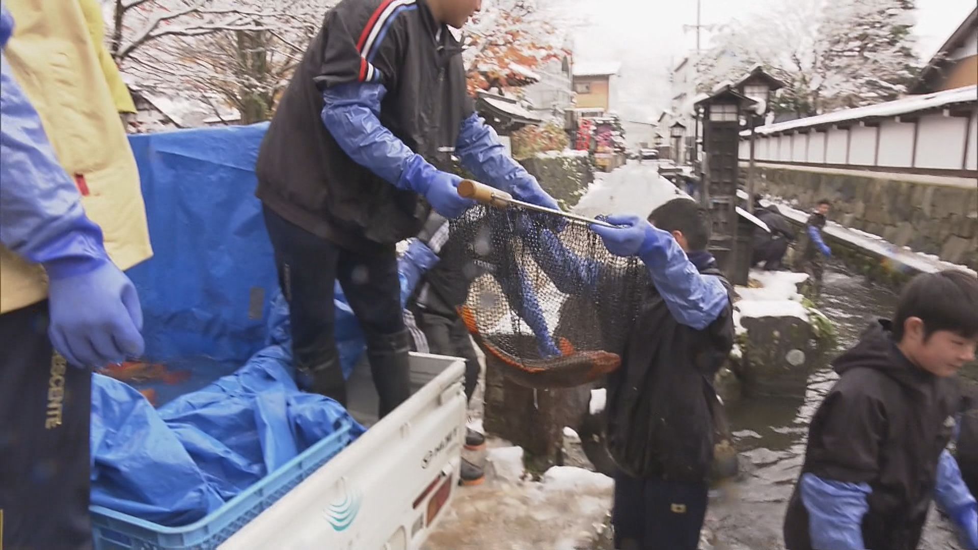 本格的な冬に備えて「コイが引っ越し」飛騨古川の風物詩 観光名所の瀬戸川から近くの池へ 岐阜・飛騨市