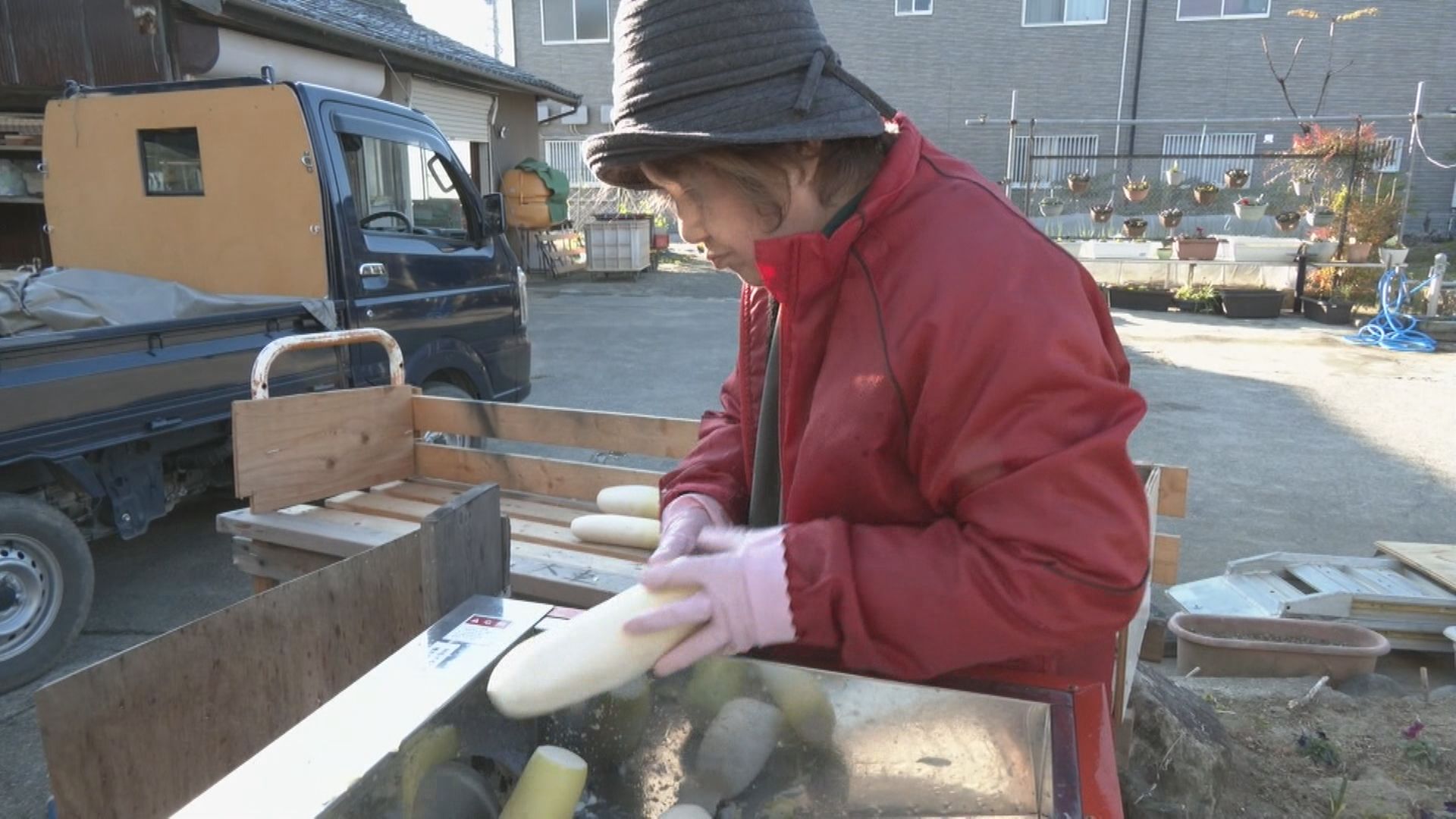 特産の切り干し大根作りが最盛期　天日干しで旨味と甘みを凝縮　寒風が吹かず作業に遅れも　愛知・刈谷市