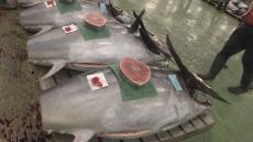 最高値は青森県産の本マグロ約550万円　名古屋中央卸売市場で初競り