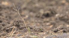 今度は“キツネ”か？　岐阜の花壇から再び“動物の頭”見つかる　場所はシカの頭部が見つかった小学校から約3km