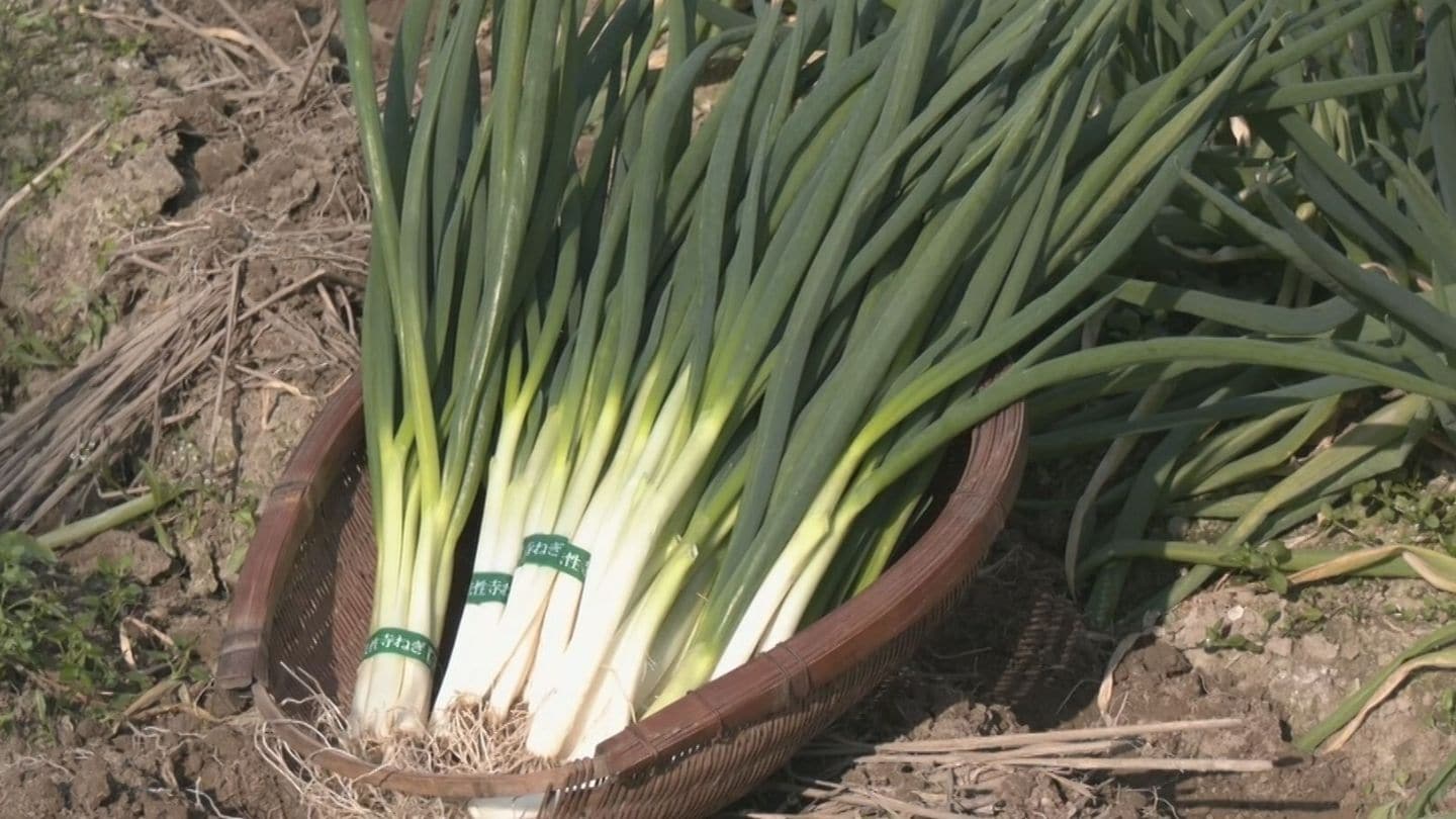 “あいちの伝統野菜”「法性寺ねぎ」出荷最盛期　室町時代に京都から伝わる…柔らかく甘みや香りが強いのが特長　岡崎市