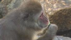 千葉市動物公園 「冷たくておいしいエサ」で動物たちに涼をプレゼント！