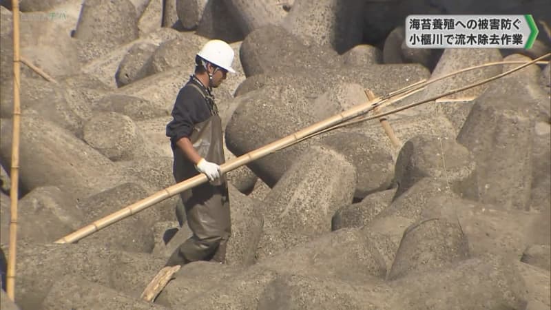 海苔養殖への被害防ぐ 木更津市の小櫃川で流木除去作業