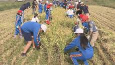 柏市の小学生ら　稲刈りに汗を流す