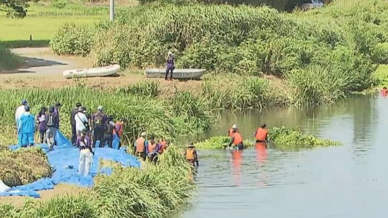 「ナガエツルノゲイトウ」 千葉県内15市町で確認