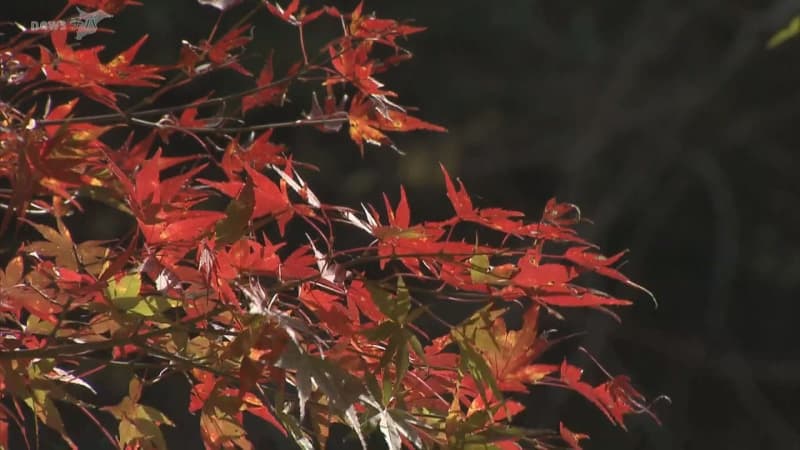 千葉県内の紅葉見頃　２０２３年は平年並み
