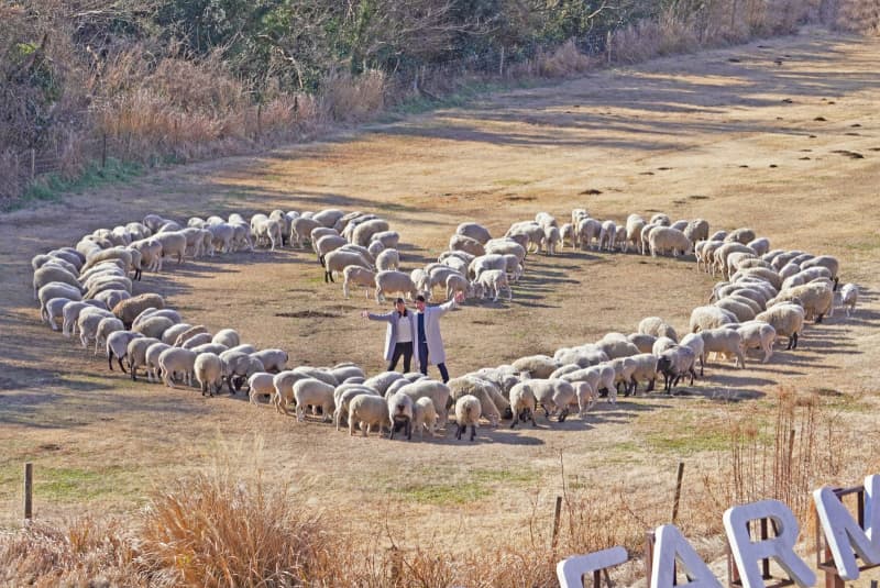 【マザー牧場】1日1組♡バレンタインは羊の描く「ハート」に囲まれるチャンス！