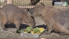 カピバラ一家 恵方巻食べ無病息災願う／千葉県館山市