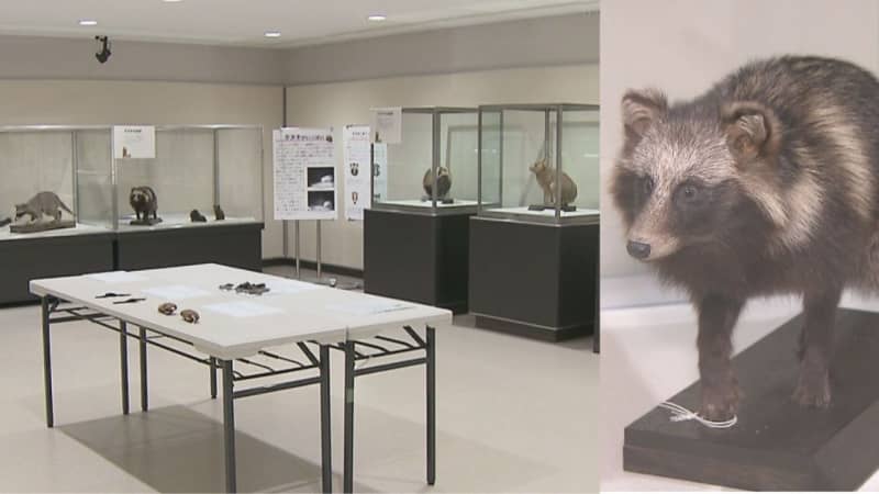 タヌキやリスなど　野生動物の生態がわかる　千葉県立房総のむらで企画展