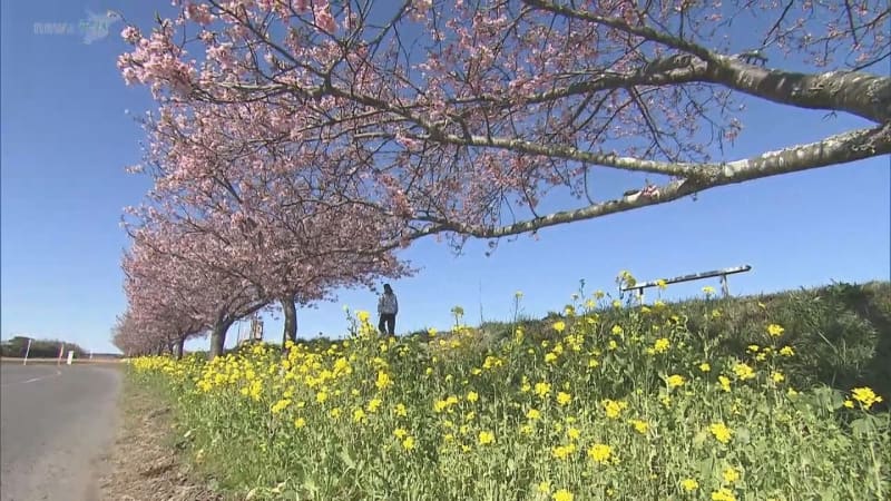 河津桜が見ごろ　青空にピンク映える　千葉県山武市